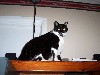 cat20.jpg