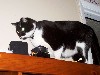 cat21.jpg