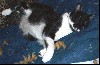 cat3.jpg