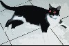 devil.jpg