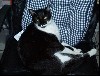 robbedbycat1.jpg